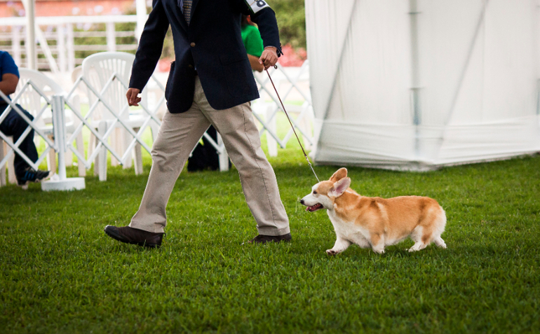 Выставки собак в Перу