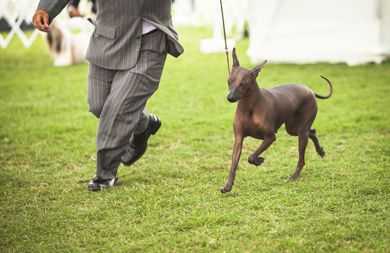 Выставки собак в Перу