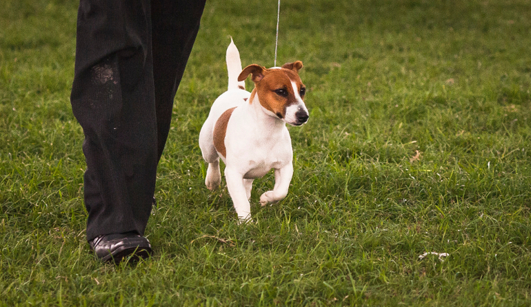 Выставки собак в Перу
