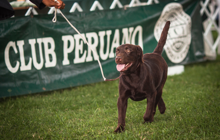 Выставки собак в Перу