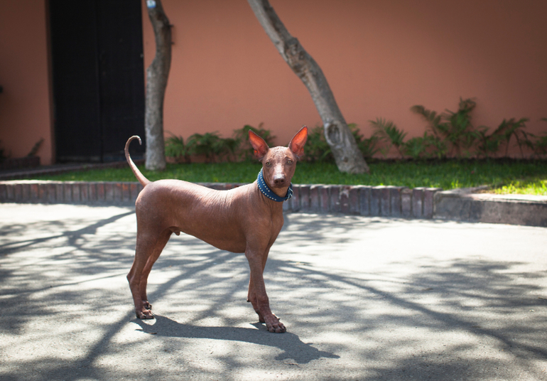 Перуанский парень