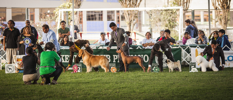 Выставки собак в Перу