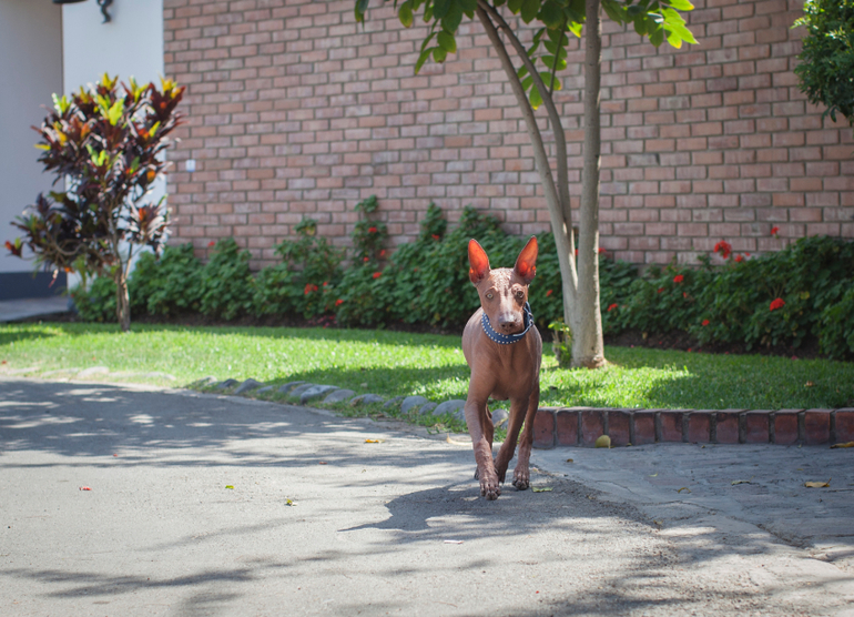 Перуанский парень