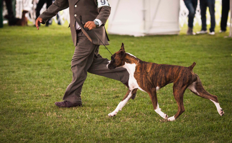 Выставки собак в Перу