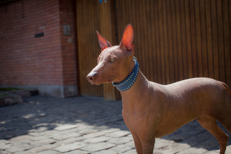 Перуанский парень