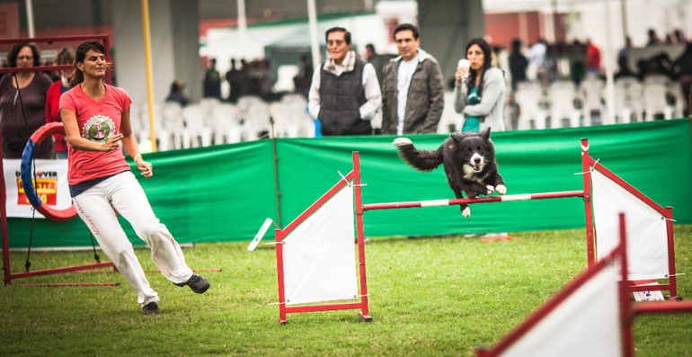 Аджилити в Перу