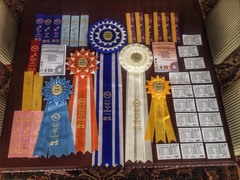 Выставки собак в Перу