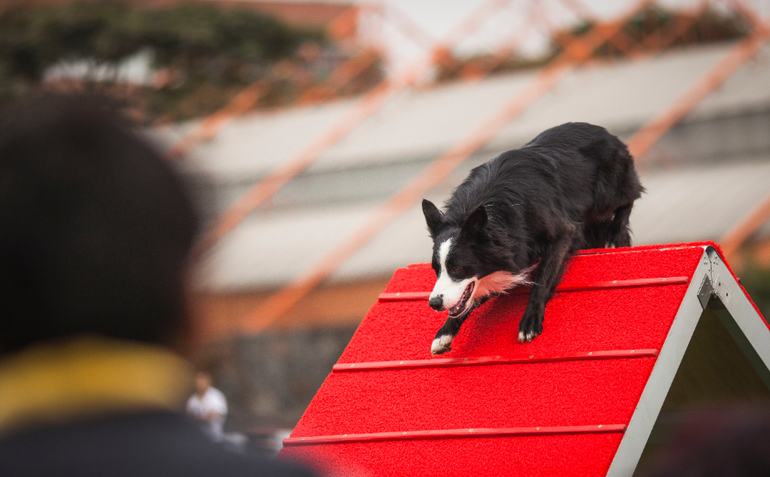 Аджилити в Перу