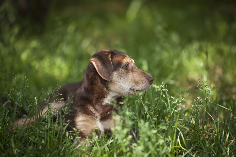 Бьюти Браун ищет новый дом))