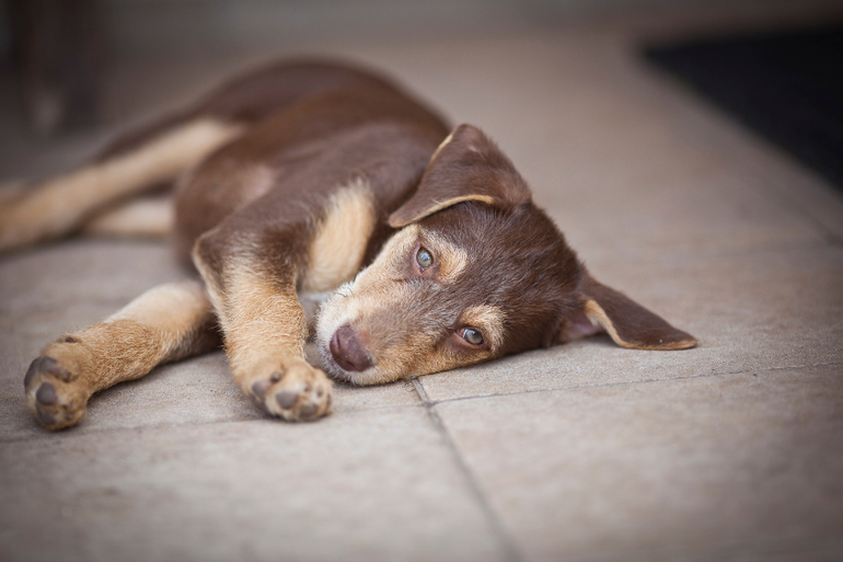 Бьюти Браун ищет новый дом))