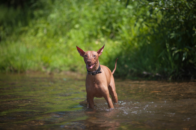 Вот так весело на речке!