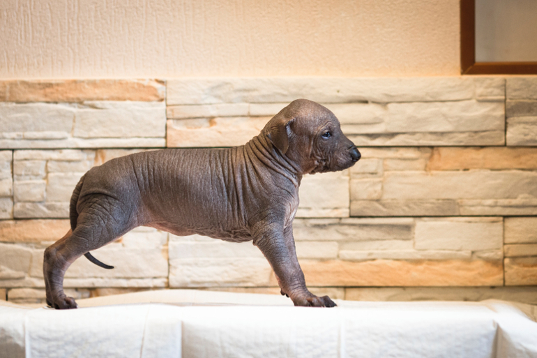 Очаровательная девочка Ксолоитцкуинтли