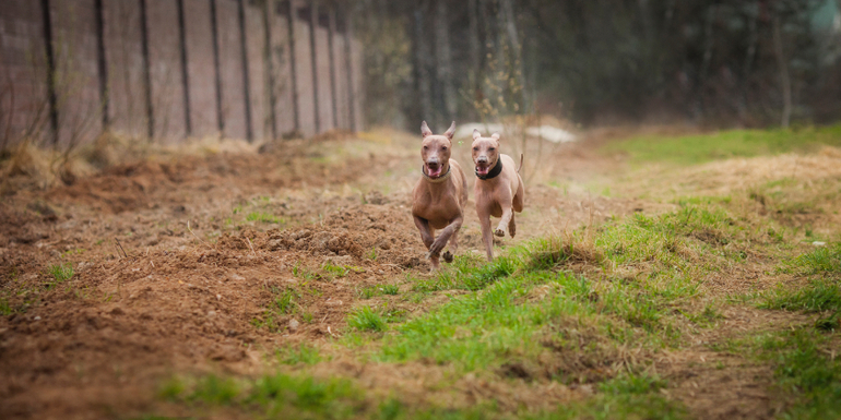 Прогулка наших перуаночек))