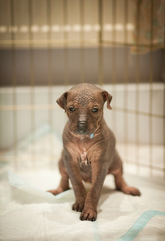 Очаровательная девочка Ксолоитцкуинтли