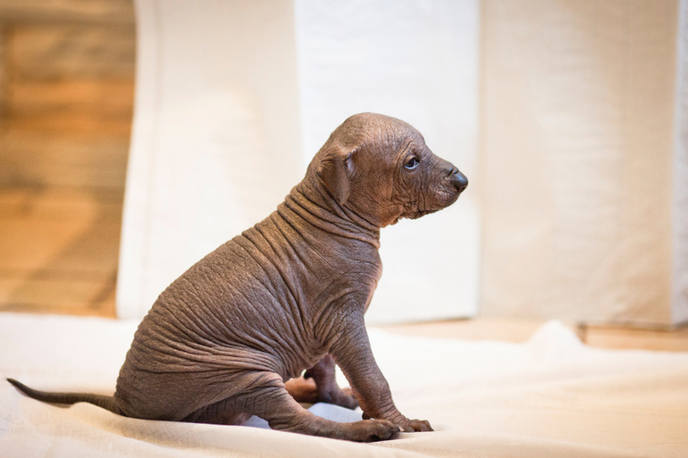 Очаровательная девочка Ксолоитцкуинтли