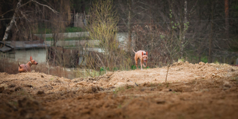 Прогулка наших перуаночек))