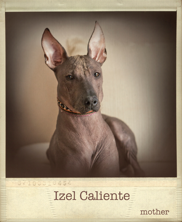 Очаровательная девочка Ксолоитцкуинтли