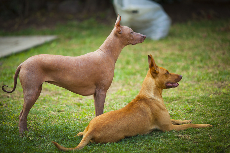 Что за прекрасные собаки!