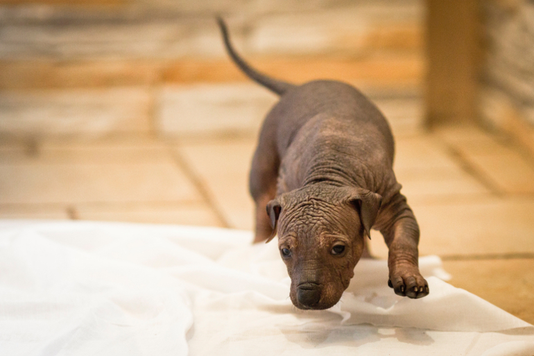 Очаровательная девочка Ксолоитцкуинтли