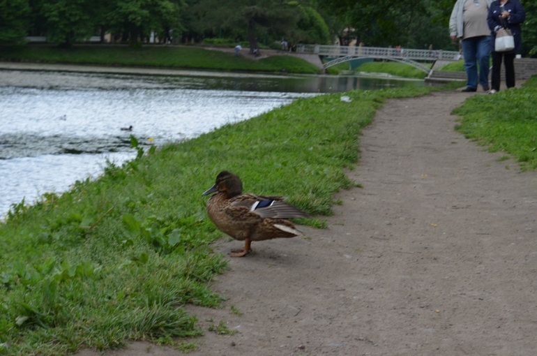 Санкт-Петербург, 7 - 14 июня 2014 год