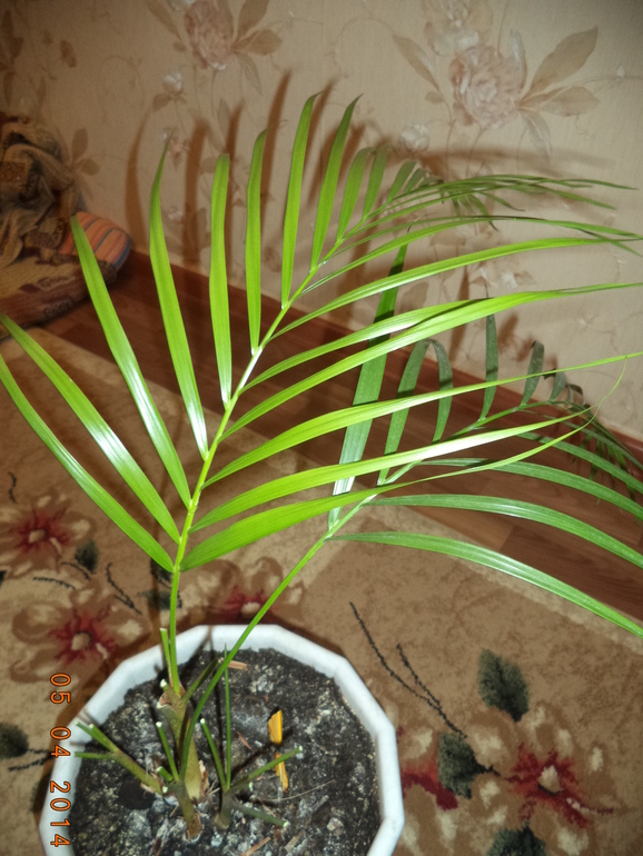 Что за цветок?