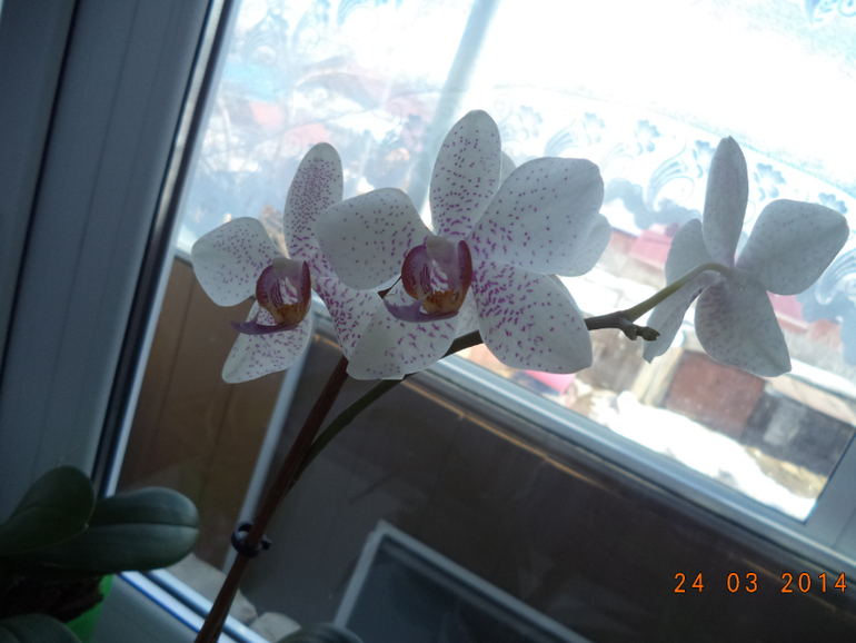 Мои цветочки.