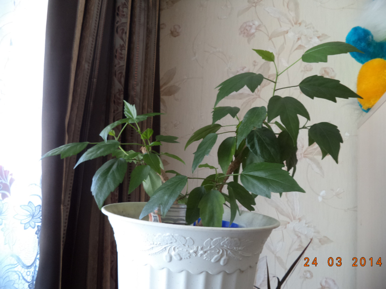 Мои цветочки.