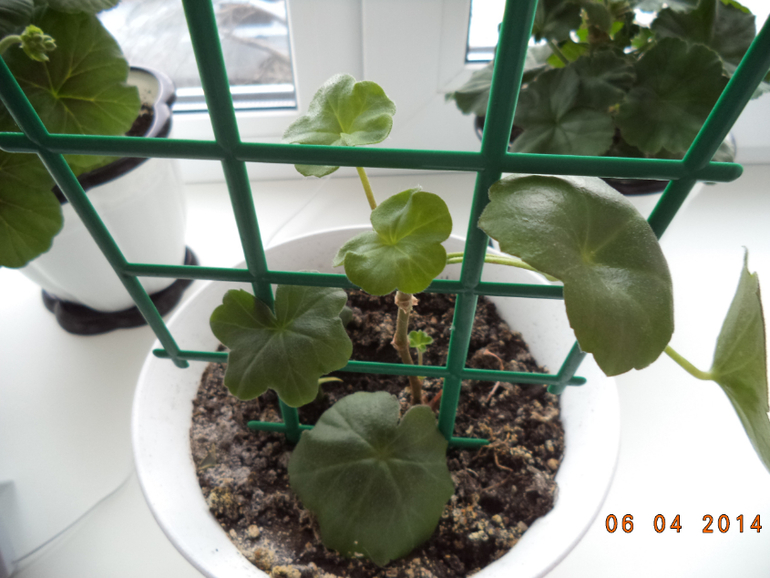 Мои цветочки.