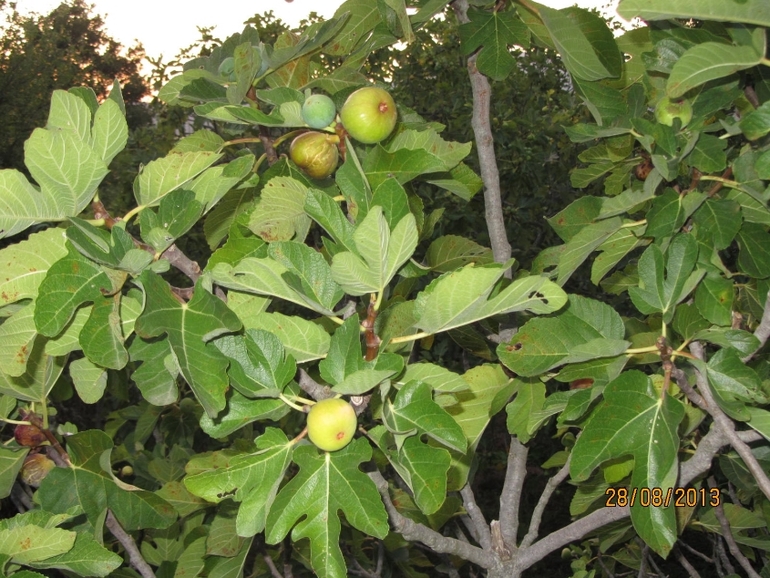 Черногория 2013, Бигова(много фото)