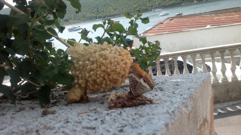 Черногория 2013, Бигова(много фото)