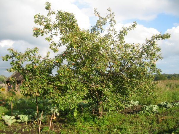 Участок с домом 22 сотки Владимирская область