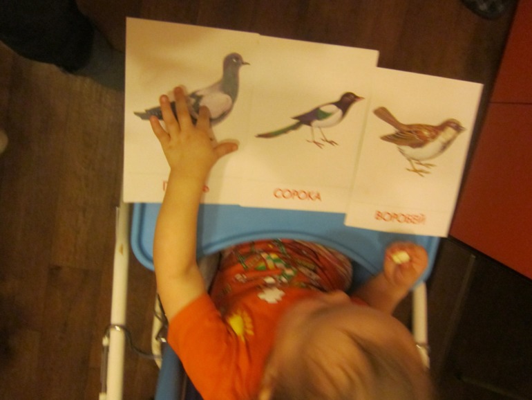 ТН Встречавем зиму. День второй. Зимующие птицы