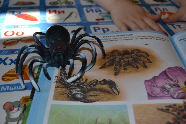 Наши животные