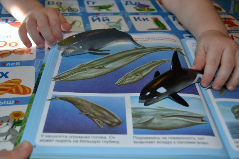 Наши животные