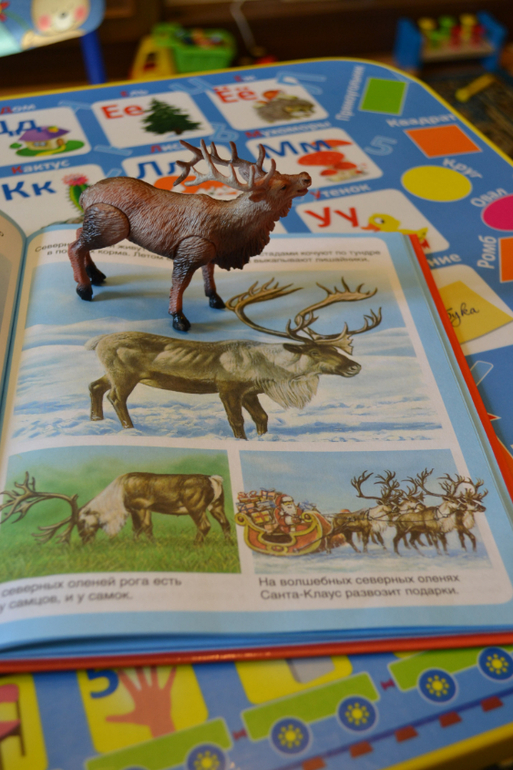 Наши животные