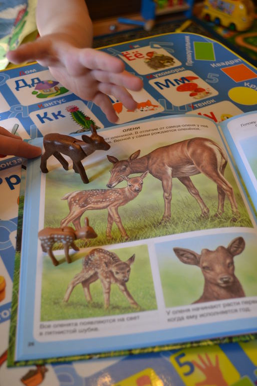 Наши животные