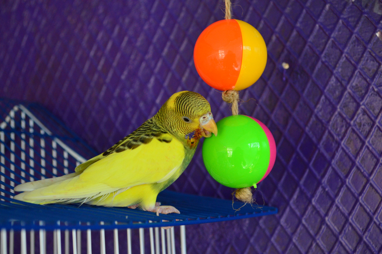 И снова о наших баранах!