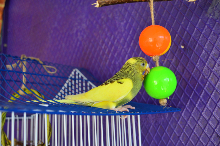 И снова о наших баранах!