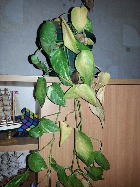 Спасем растение?