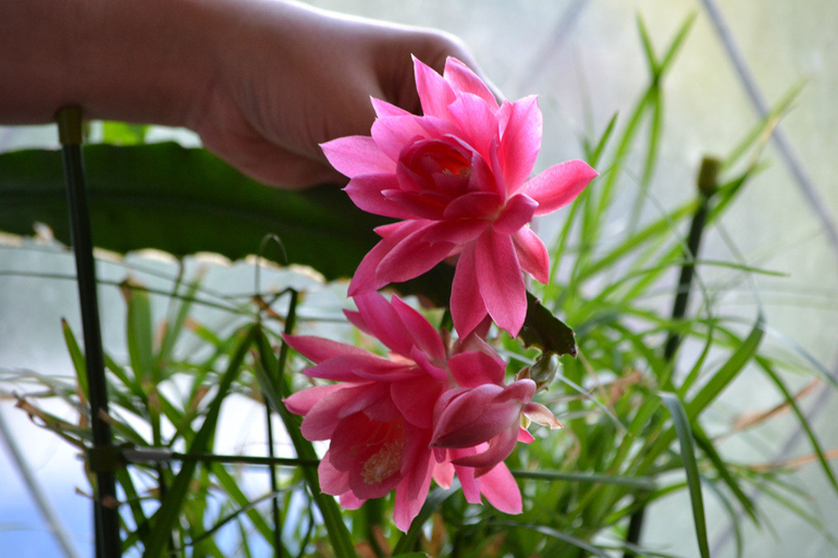 Покажу и я своих питомцев)