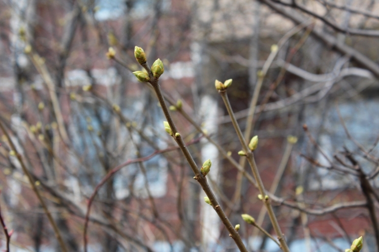 2 апреля, природа Переделкино