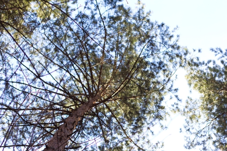 И снова наш лес