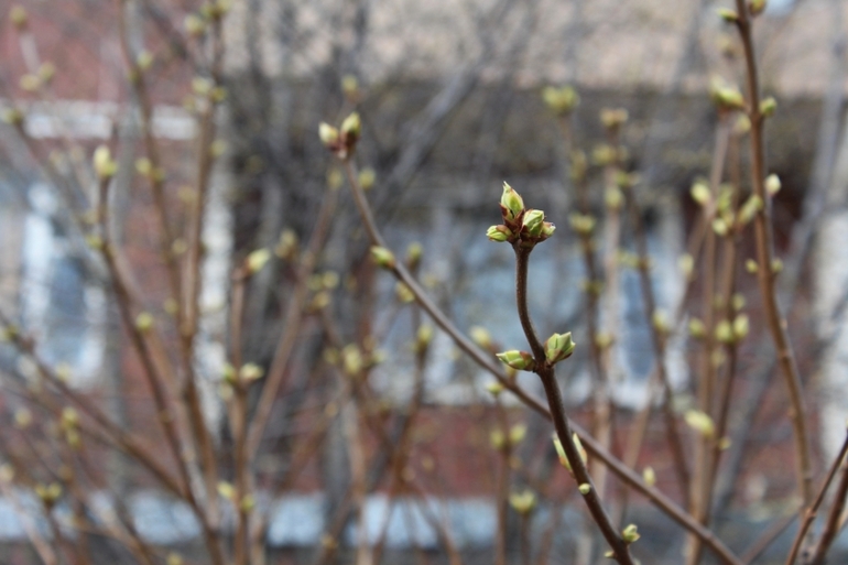 2 апреля, природа Переделкино