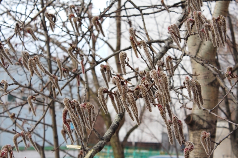 2 апреля, природа Переделкино