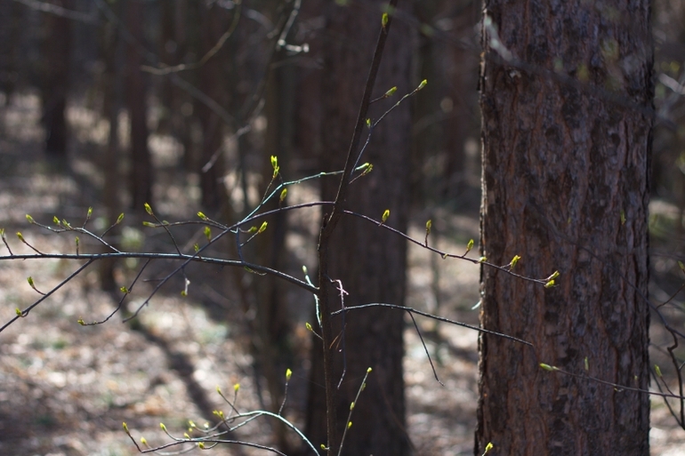 И снова наш лес
