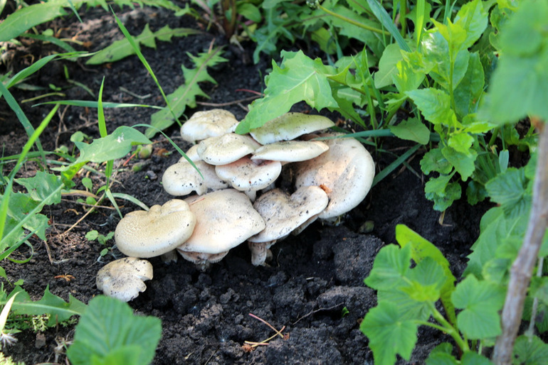 огородное (до отпускное)