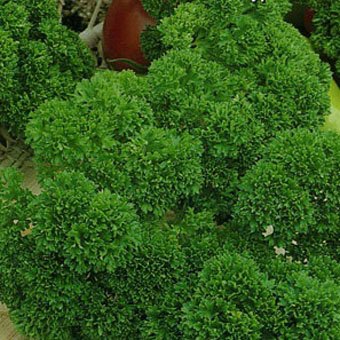 Отчет  Зеленая кулинария - ЗНАКОМСТВО