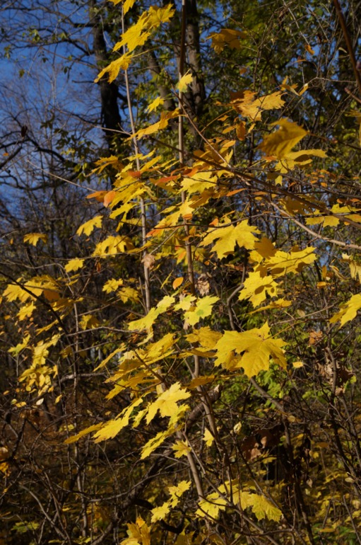 Желтая неделька 3 из 6.