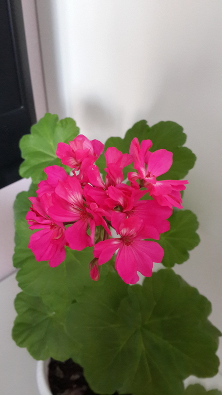 мои цветочки