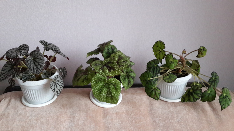 мои цветочки